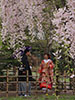 桜、さくら、晴れの日