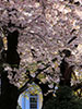 桜、さくら、蒼い窓