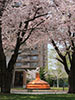 桜、さくら、主顕在