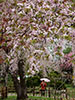 桜、さくら、日傘