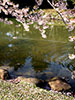 桜、さくら、花追い