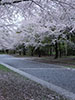 桜、さくら、花散る