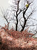 桜、さくら、公園の朝