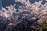 令和元年、札幌の春。、中島公園装う