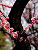令和元年、札幌の春。、梅園平岡