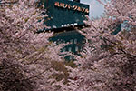 令和元年、札幌の春。、道都の暦史