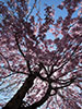 令和元年、札幌の春。、白石ロードの桜