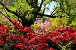 令和元年、札幌の春。、道庁庭の美