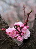 令和元年、札幌の春。、梅は語る