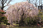 令和元年、札幌の春。、美桜さっぽろ