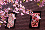 令和元年、札幌の春。、微笑む窓