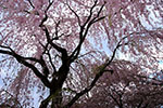 令和元年、札幌の春。、咲き誇る時