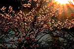 令和元年、札幌の春。、千島桜暮色