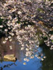 令和元年、札幌の春。、鴨々川の朝