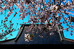 令和元年、札幌の春。、円山寺