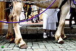 札幌祭りの御輿、祭白馬