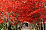 晩秋の樹芸センター、主役正装