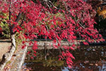 晩秋の樹芸センター、紅葉盛り
