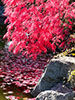 晩秋の樹芸センター、絶景