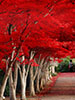 晩秋の樹芸センター、紅白並木