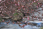 札幌の春、平岸　千島桜