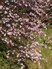 札幌の春、土建の花