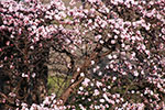 札幌の春、桜日和
