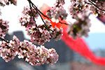 鯉幟の風景、鯉より桜