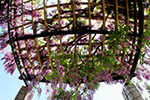 桜。ふじ。ライラック。、前田森林公園