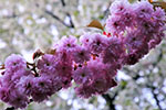 桜。ふじ。ライラック。、白石ロード