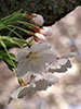 桜。ふじ。ライラック。、中島公園