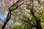 桜。ふじ。ライラック。、月寒公園