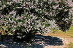 桜。ふじ。ライラック。、川下公園