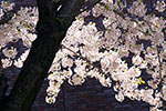 桜。ふじ。ライラック。、札幌ビール園