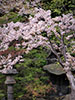 桜。ふじ。ライラック。、紅桜公園