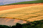 中富良野、美瑛を撮る。、赤麦の丘