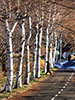 古木の情景、白樺歩道