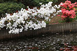 札幌の四季、紅白の景
