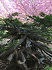 札幌の四季、古木の景