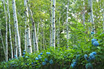 札幌の四季、白樺林