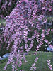 鷺と桜、八分咲き