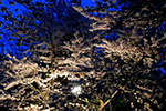 鷺と桜、中島の夜明け