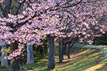 鷺と桜、陽上る