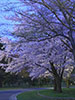 鷺と桜、明け桜