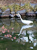 鷺と桜、餌求