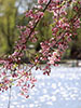 鷺と桜、水映え