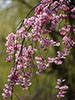 鷺と桜、朝しだれ