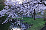 鷺と桜、中島桜