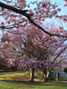 鷺と桜、中島の朝