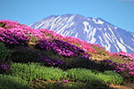 羊蹄山を撮る、三島絶景